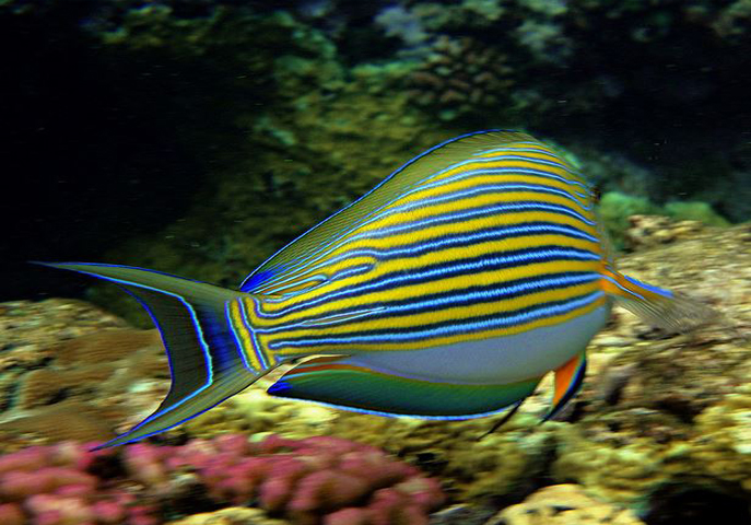 mauritius diving